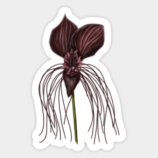 Bat Flower, Tacca chantrieri Sticker